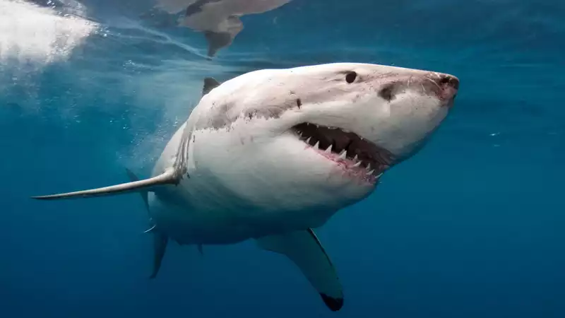 How to Watch Shark Week2021 Online Without Cable